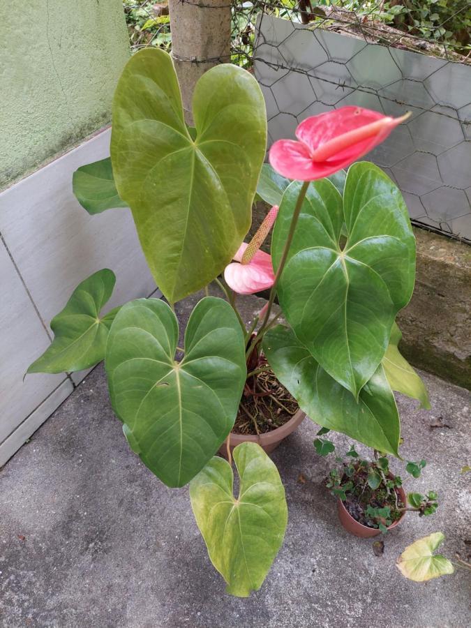 Casa Canto Verde วิสกอนจิ จิ เมาอา ภายนอก รูปภาพ